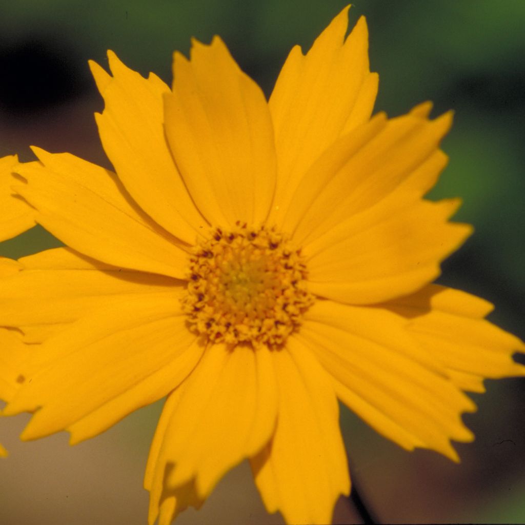 Coreopsis auriculata Elfin Gold