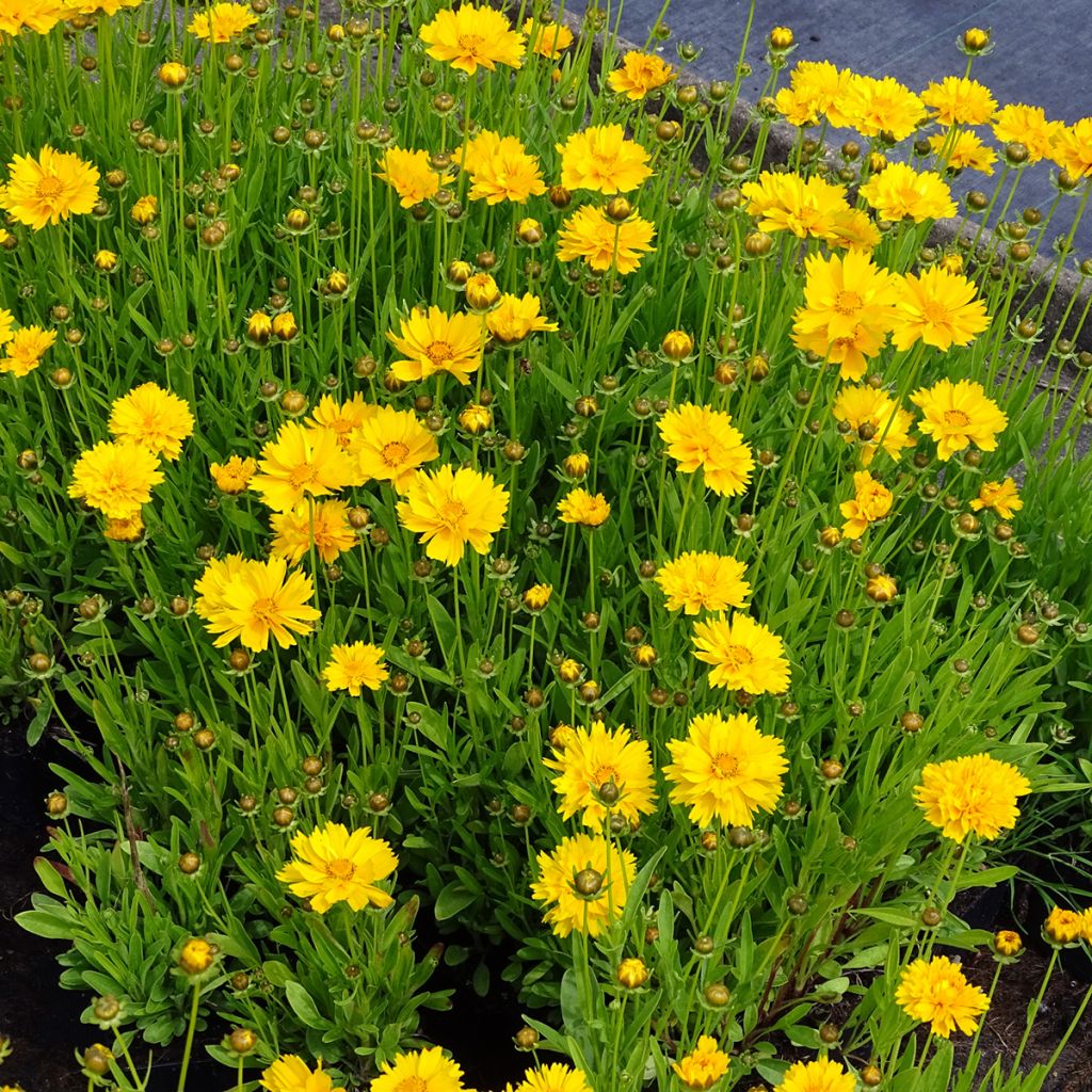 Coreopsis grandiflora Sunray
