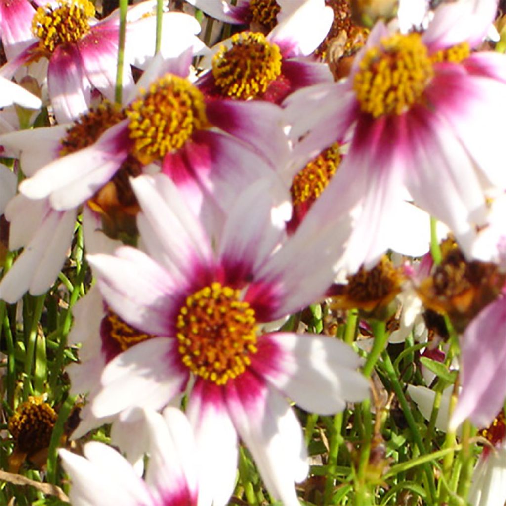 Coreopsis rosea Sweet Dreams