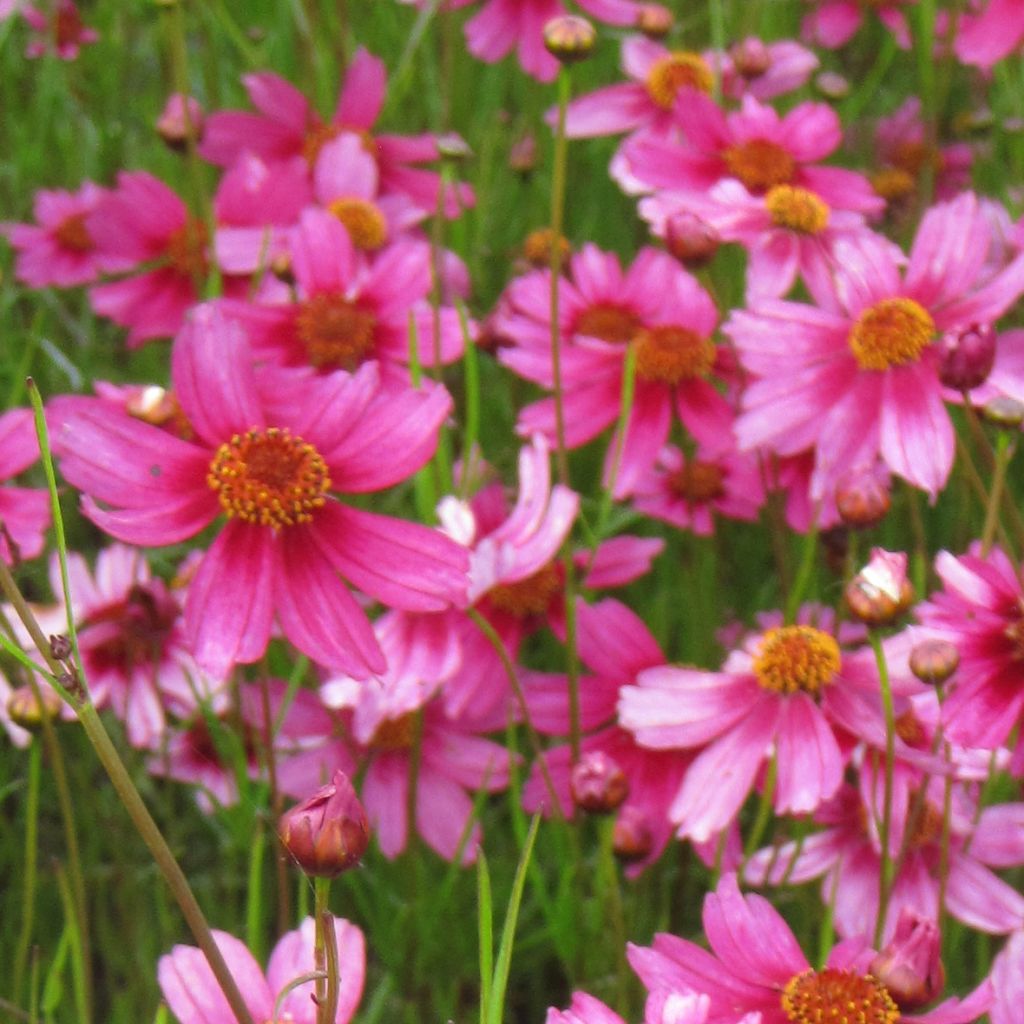 Coreopsis rosea Heavens Gate