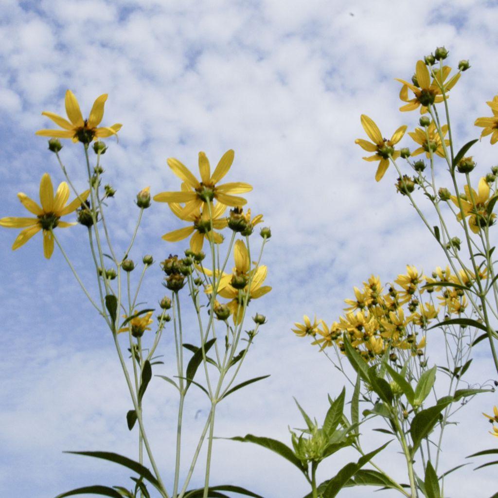 Coreopsis tripteris
