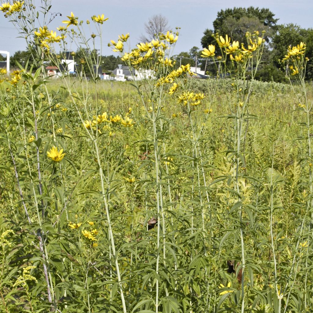 Coreopsis tripteris
