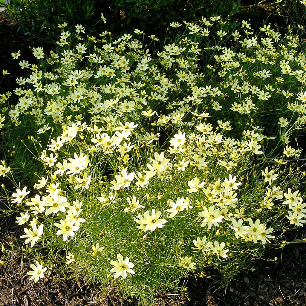 Coreopsis verticillata Moonbeam
