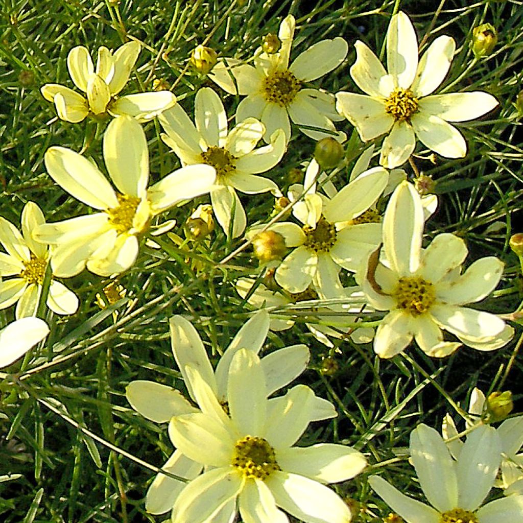 Coreopsis verticillata Moonbeam