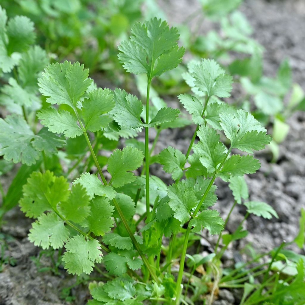 Cultivated Coriander - Coriandrum sativum