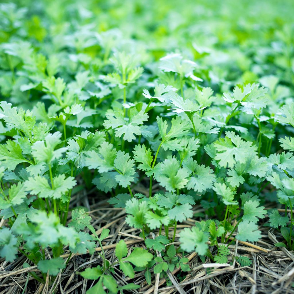 Cultivated Coriander - Coriandrum sativum
