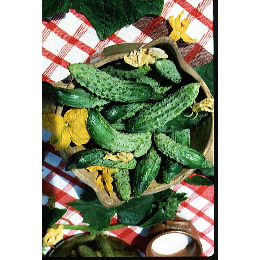 Cucumber Fin de Meaux - Cucumis sativus