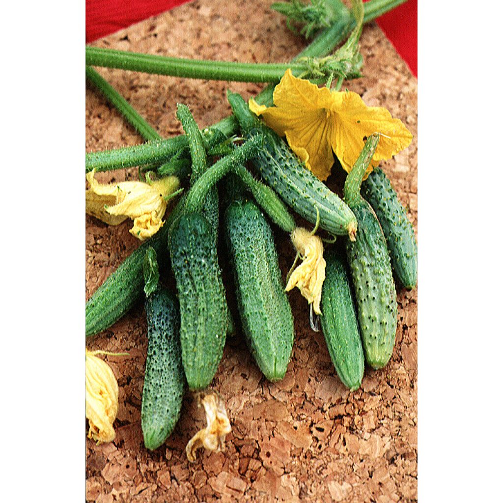 Cucumber Fin de Meaux - Cucumis sativus