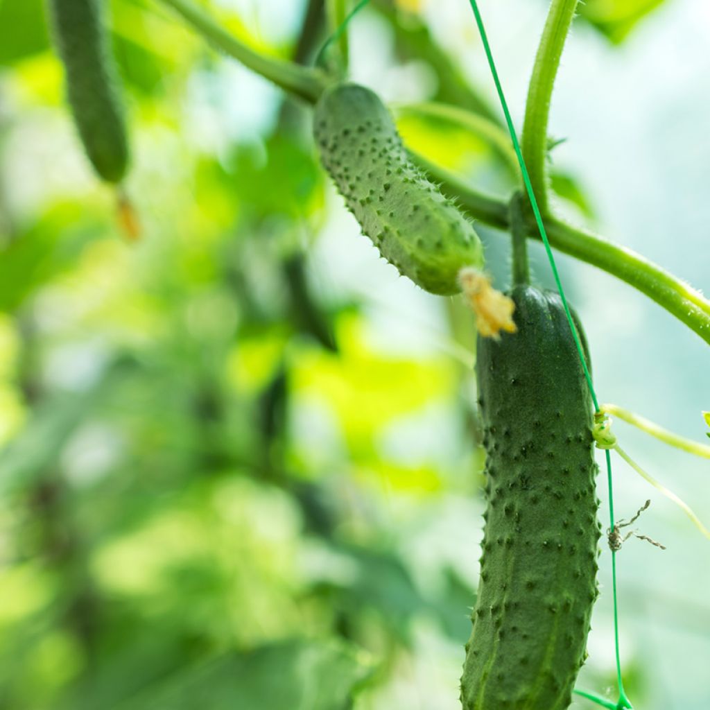 Cucumber Fin de Meaux - Cucumis sativus