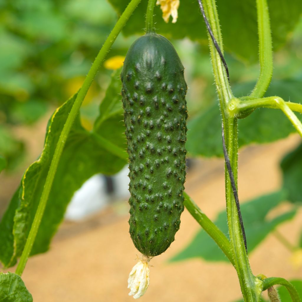 Gherkin Hokus Organic