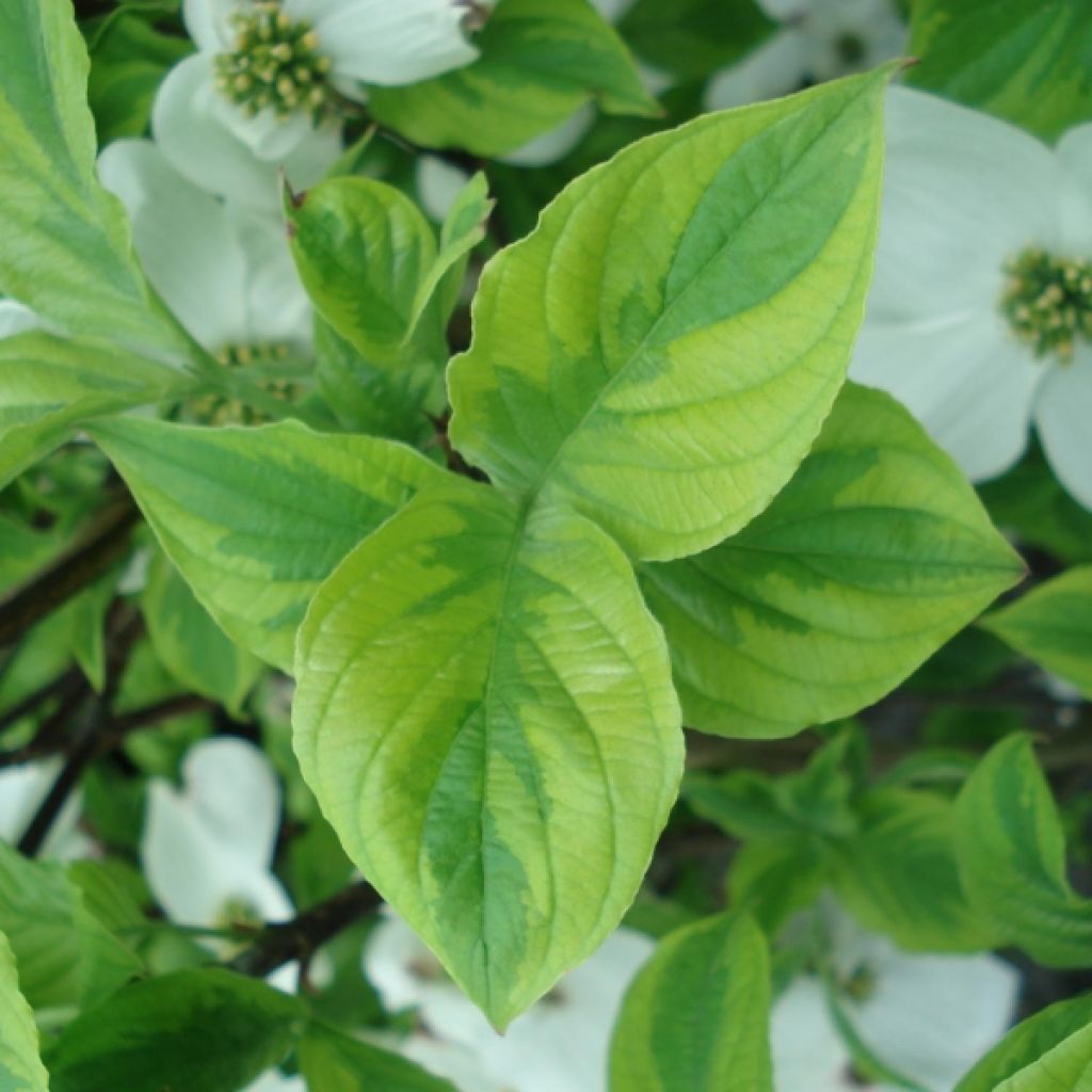 Cornus florida Rainbow - Flowering Dogwood