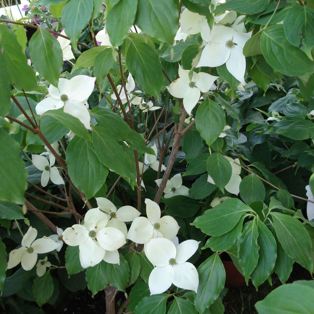 Cornus nuttalii Eddies White Wonder - Flowering Dogwood