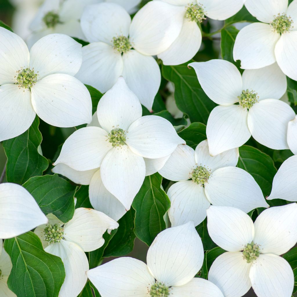 Cornus kousa Milky Way - Flowering Dogwood