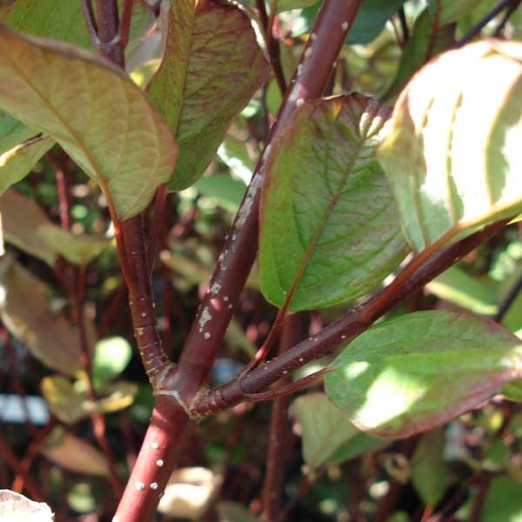 Cornus alba Kesselringii - White Dogwood