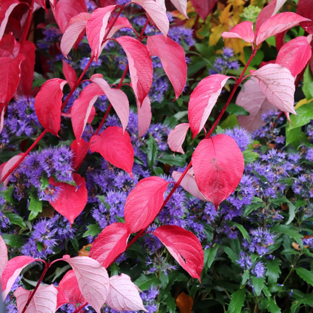 Cornus alba Siberian Pearls - White Dogwood