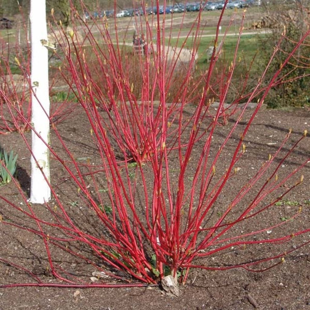 Cornus alba Aurea - White Dogwood