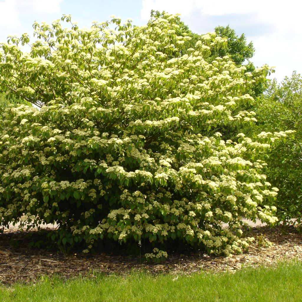 Cornus alternifolia - Pagoda Dogwood