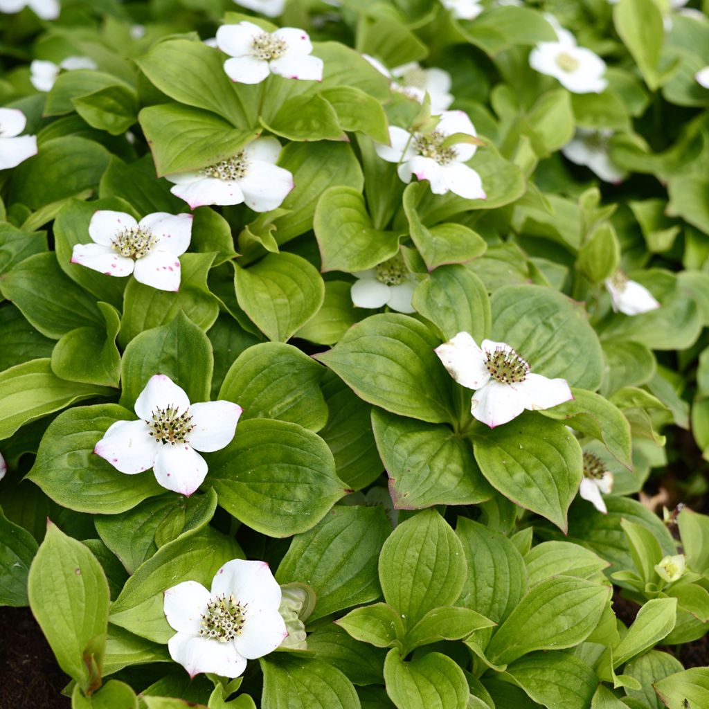 Cornus canadensis - Flowering Dogwood