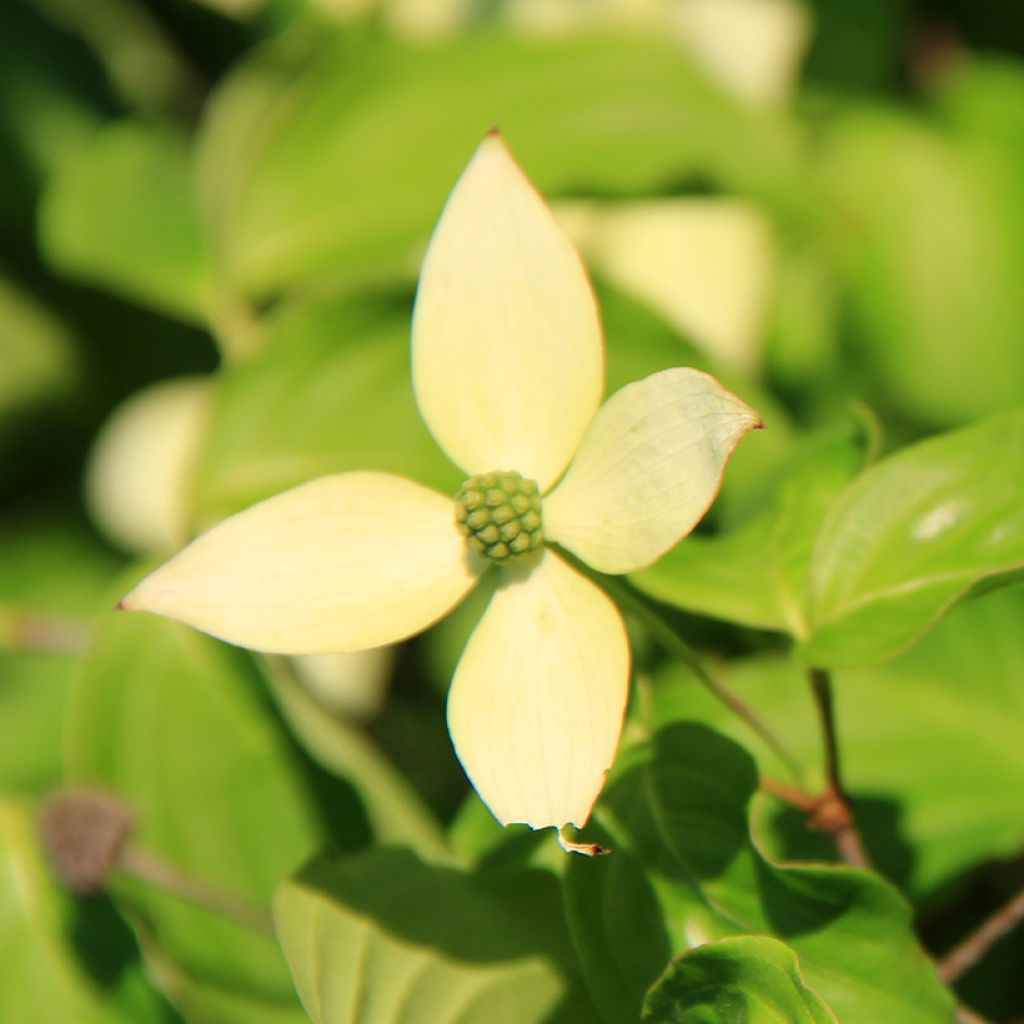 Cornus controversa Troja Dwarf - Giant Dogwood