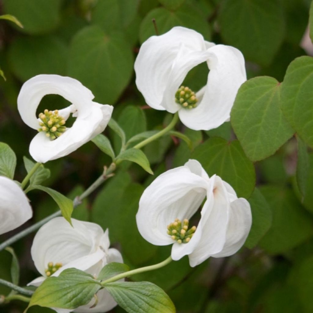 Cornus florida Cloud Nine - Flowering Dogwood