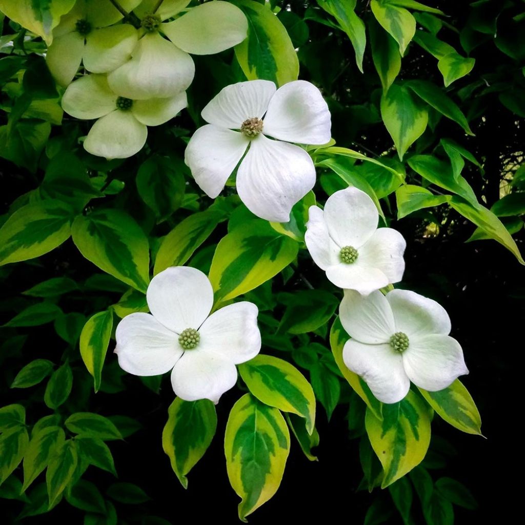 Cornus rutgersensis Celestial Shadow - Rutgers Dogwood