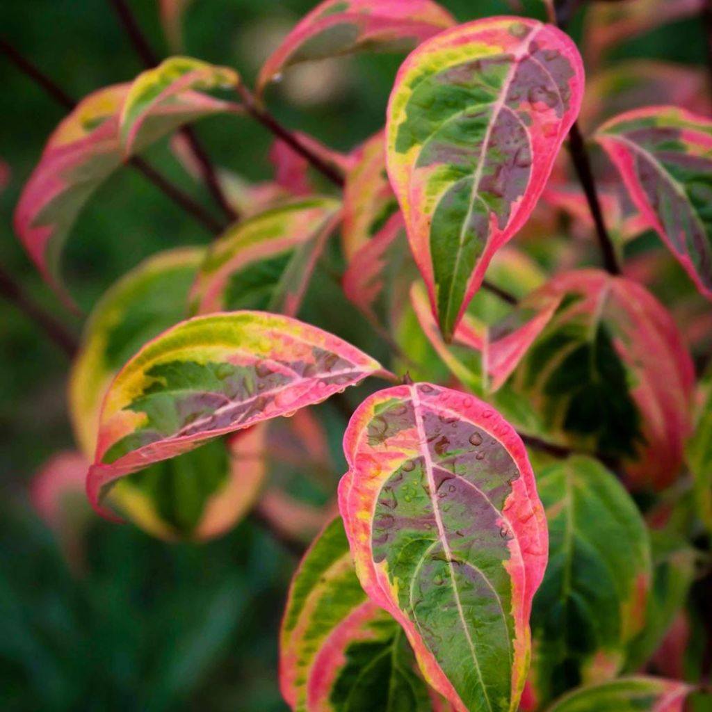 Cornus rutgersensis Celestial Shadow - Rutgers Dogwood