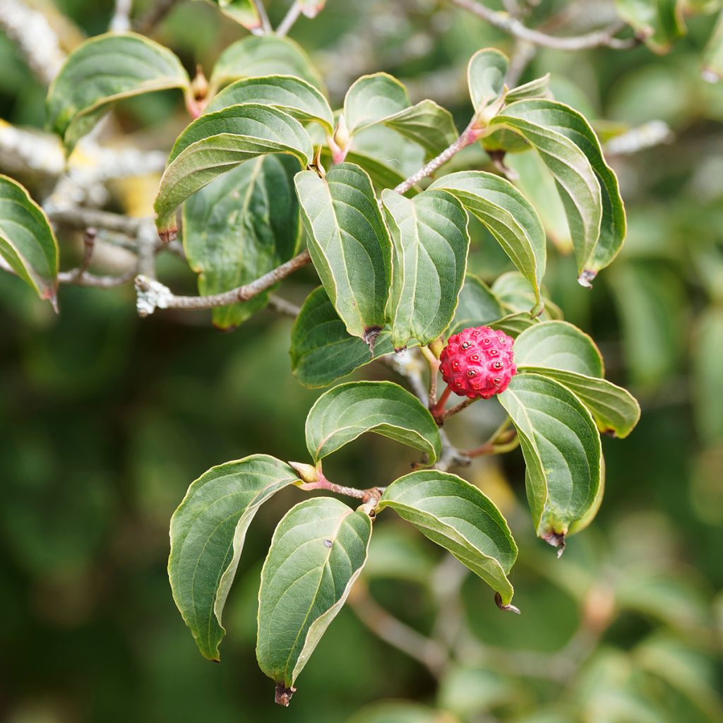 Cornus kousa Blue Shadow - Flowering Dogwood