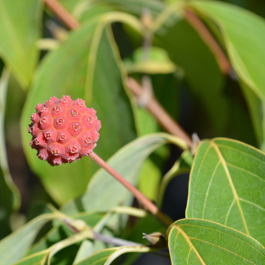 Cornus kousa Blue Shadow - Flowering Dogwood