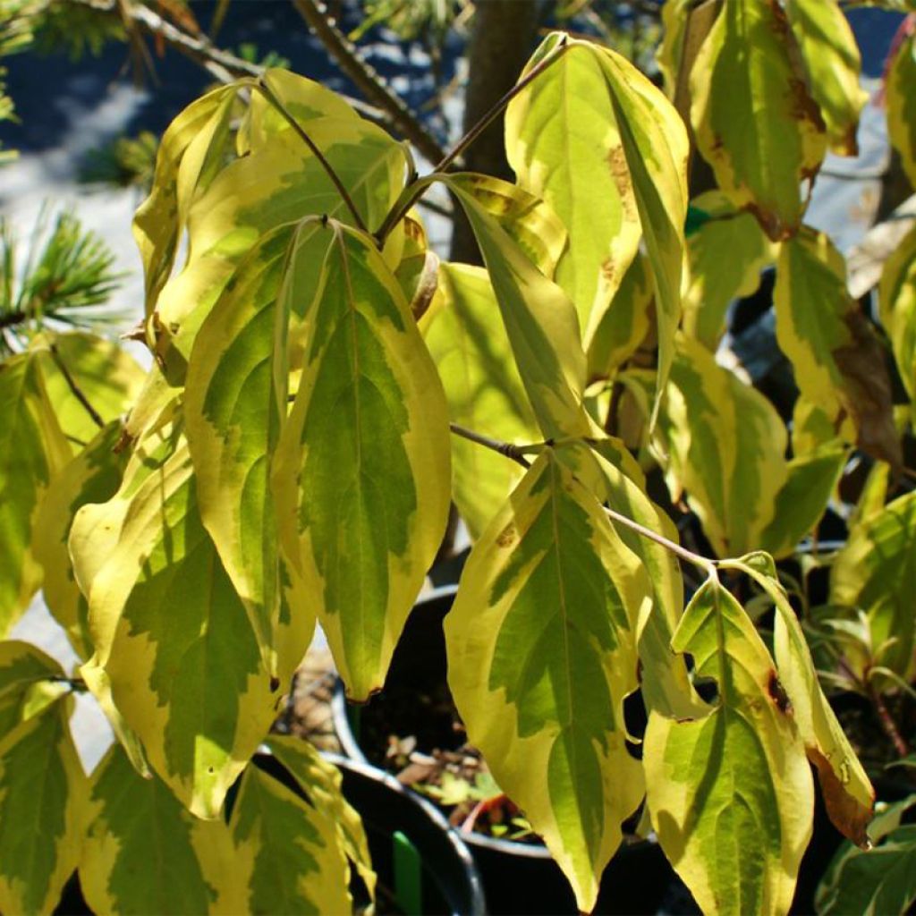 Cornus kousa Bonfire - Flowering Dogwood