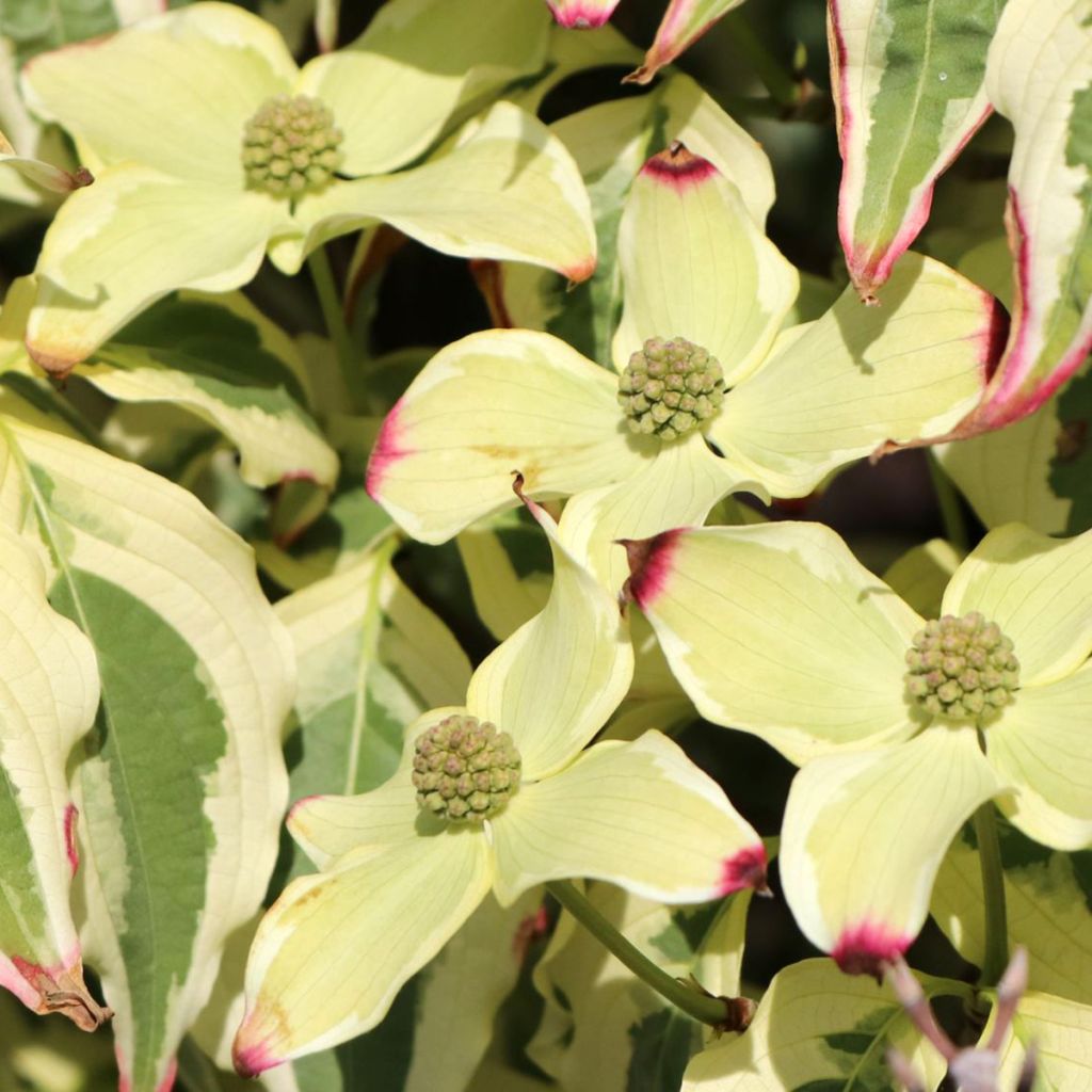 Cornus kousa China Dawn - Kousa Dogwood
