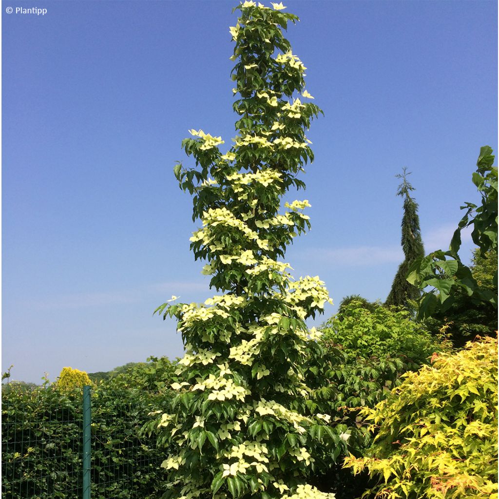 Cornus kousa Flower Tower - Flowering Dogwood