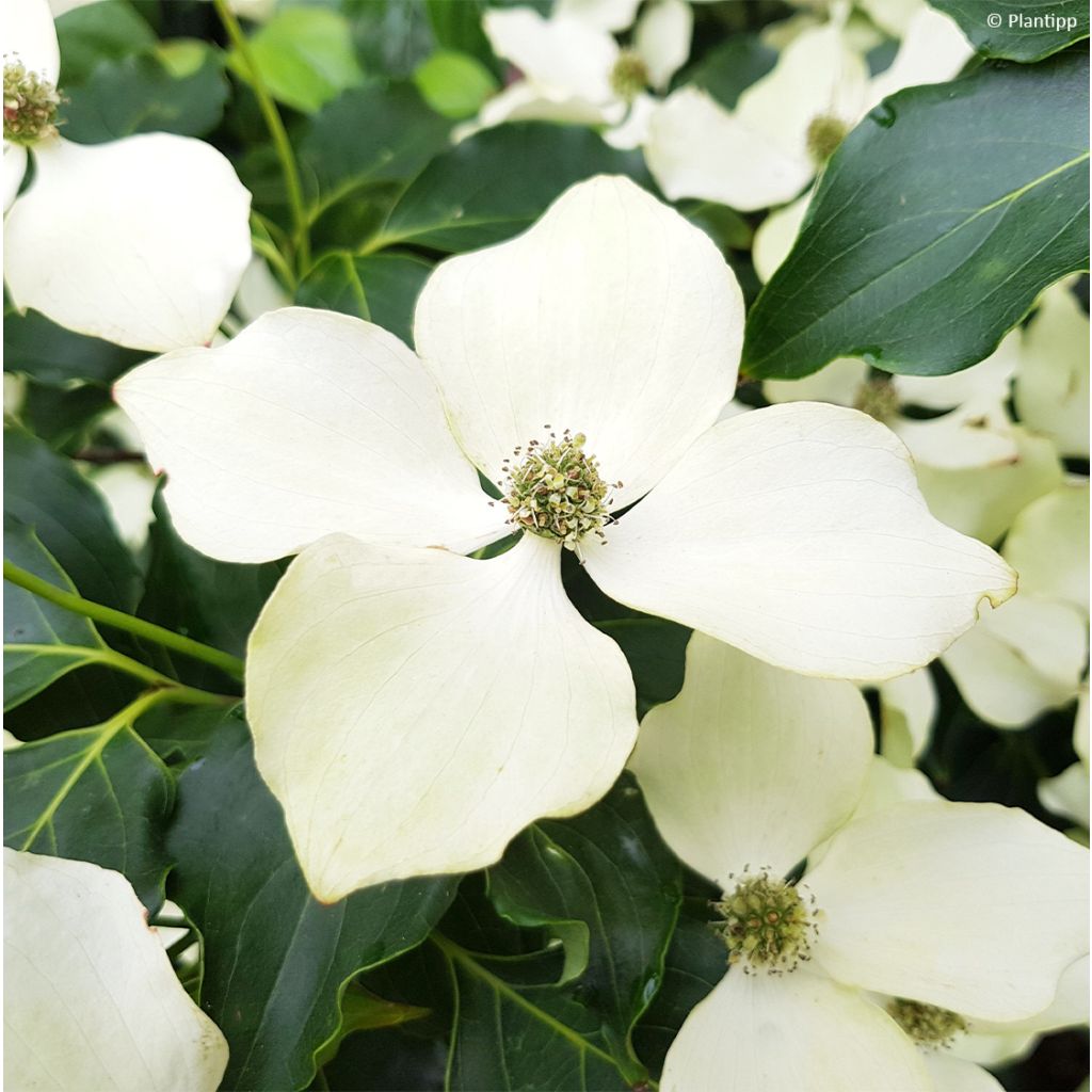 Cornus kousa Flower Tower - Flowering Dogwood