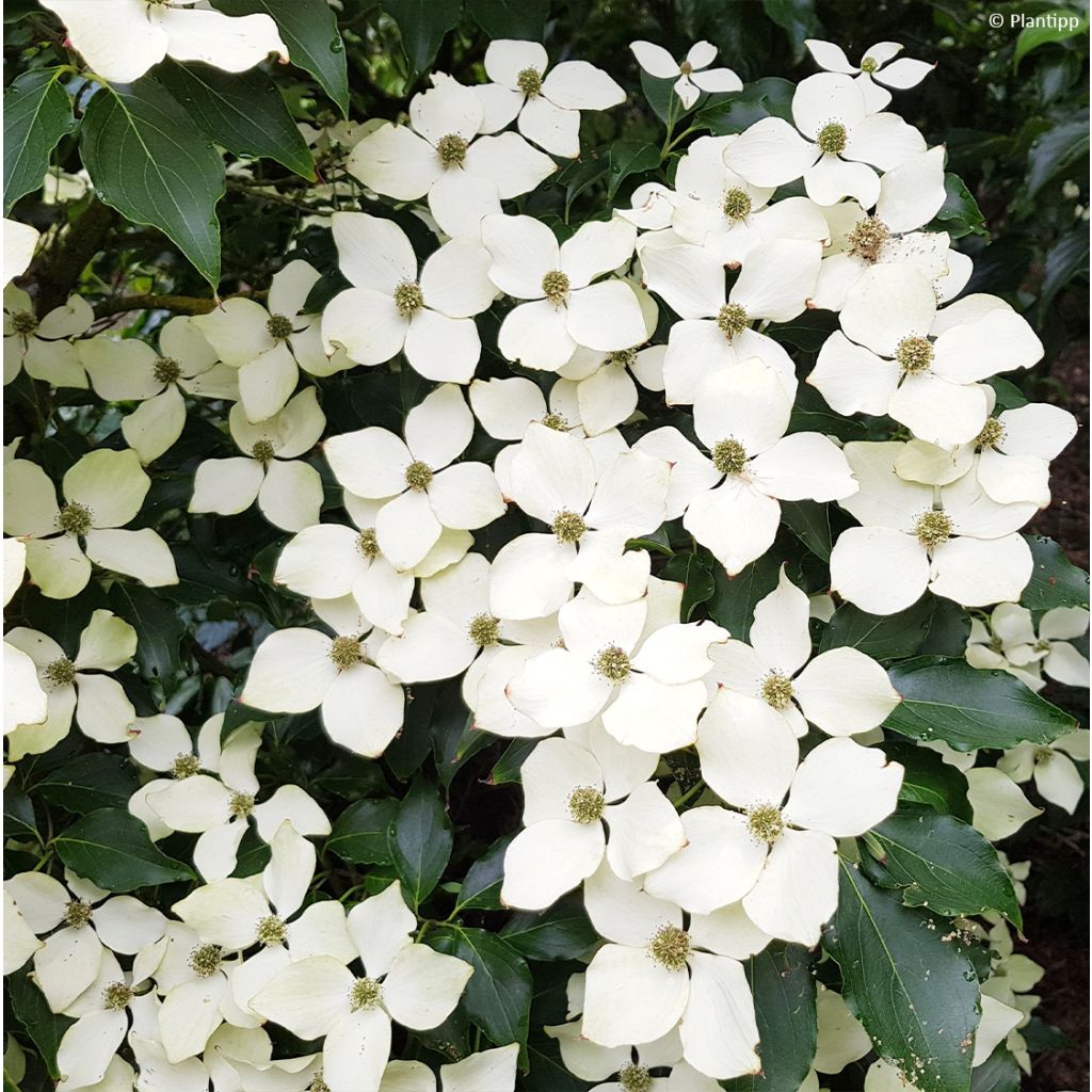 Cornus kousa Flower Tower - Flowering Dogwood