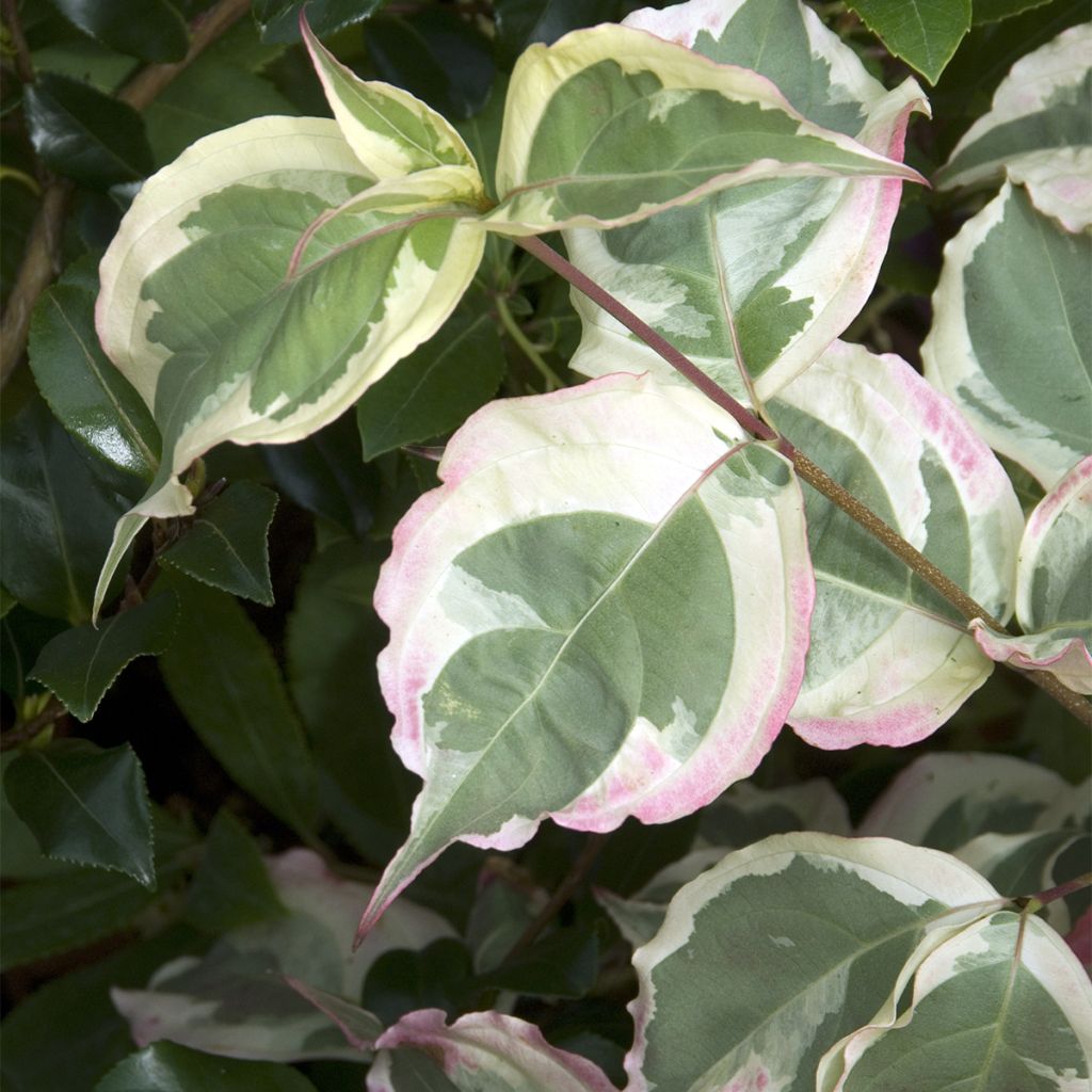 Cornus kousa Laura - Flowering Dogwood