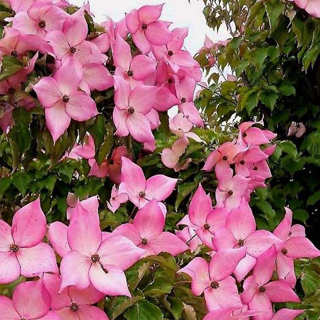 Cornus kousa Rosy Teacups - Flowering Dogwood