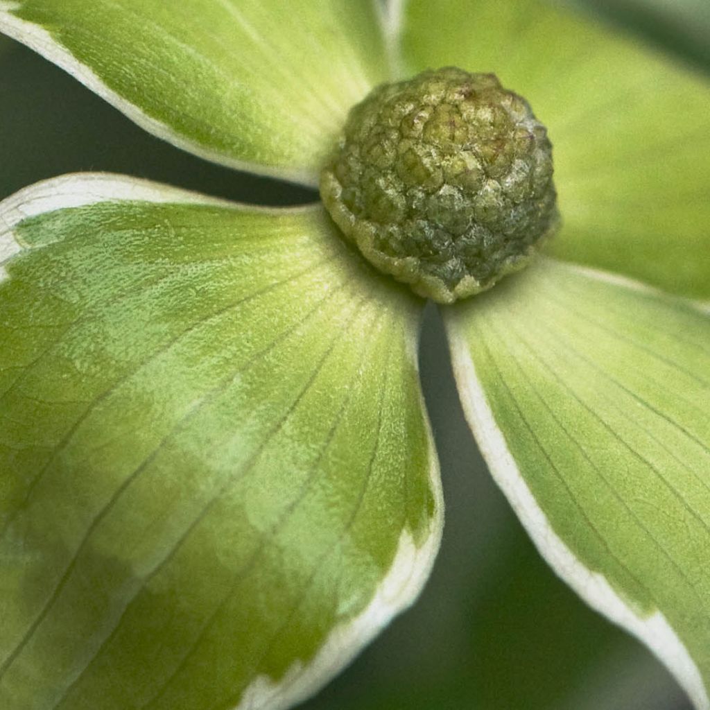 Cornus kousa Samaritan - Flowering Dogwood