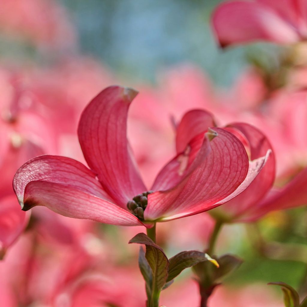 Cornus kousa Satomi - Flowering Dogwood