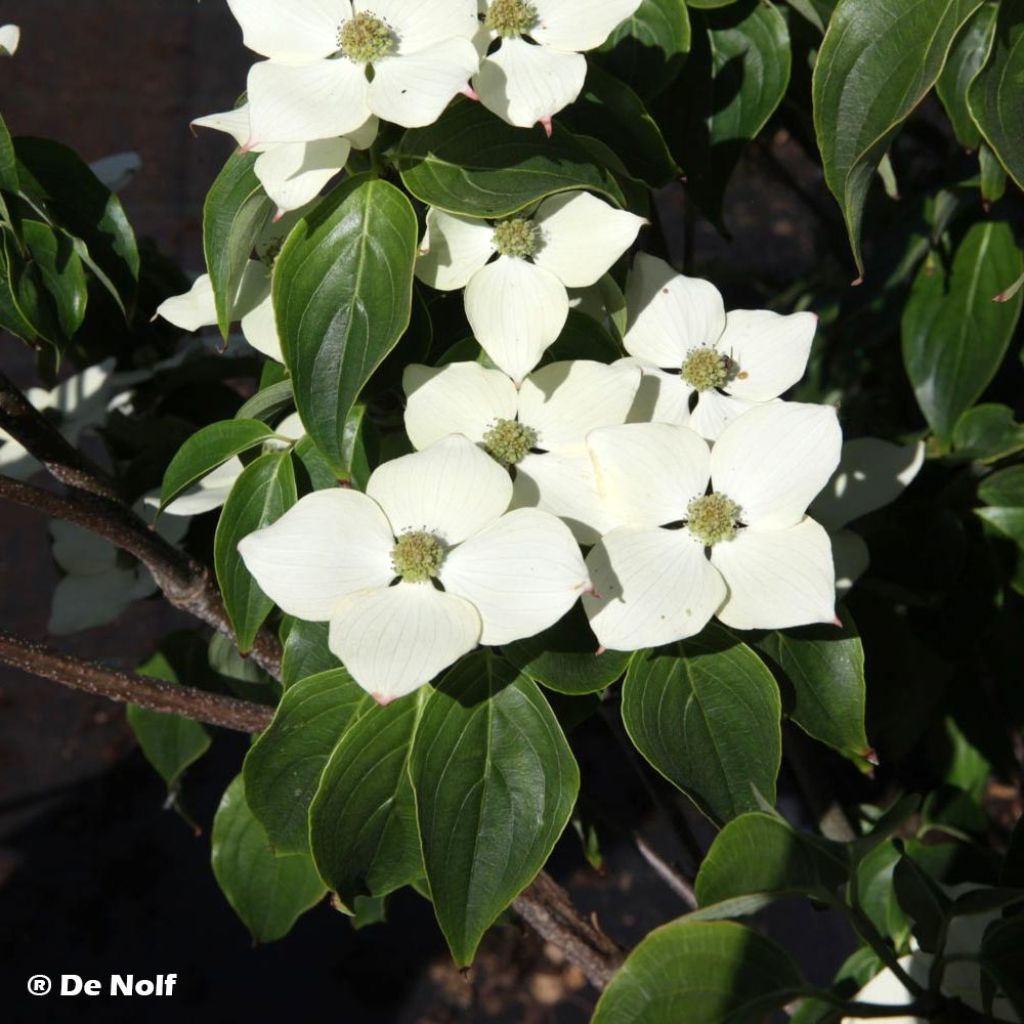 Cornus kousa Schmetterling - Flowering Dogwood