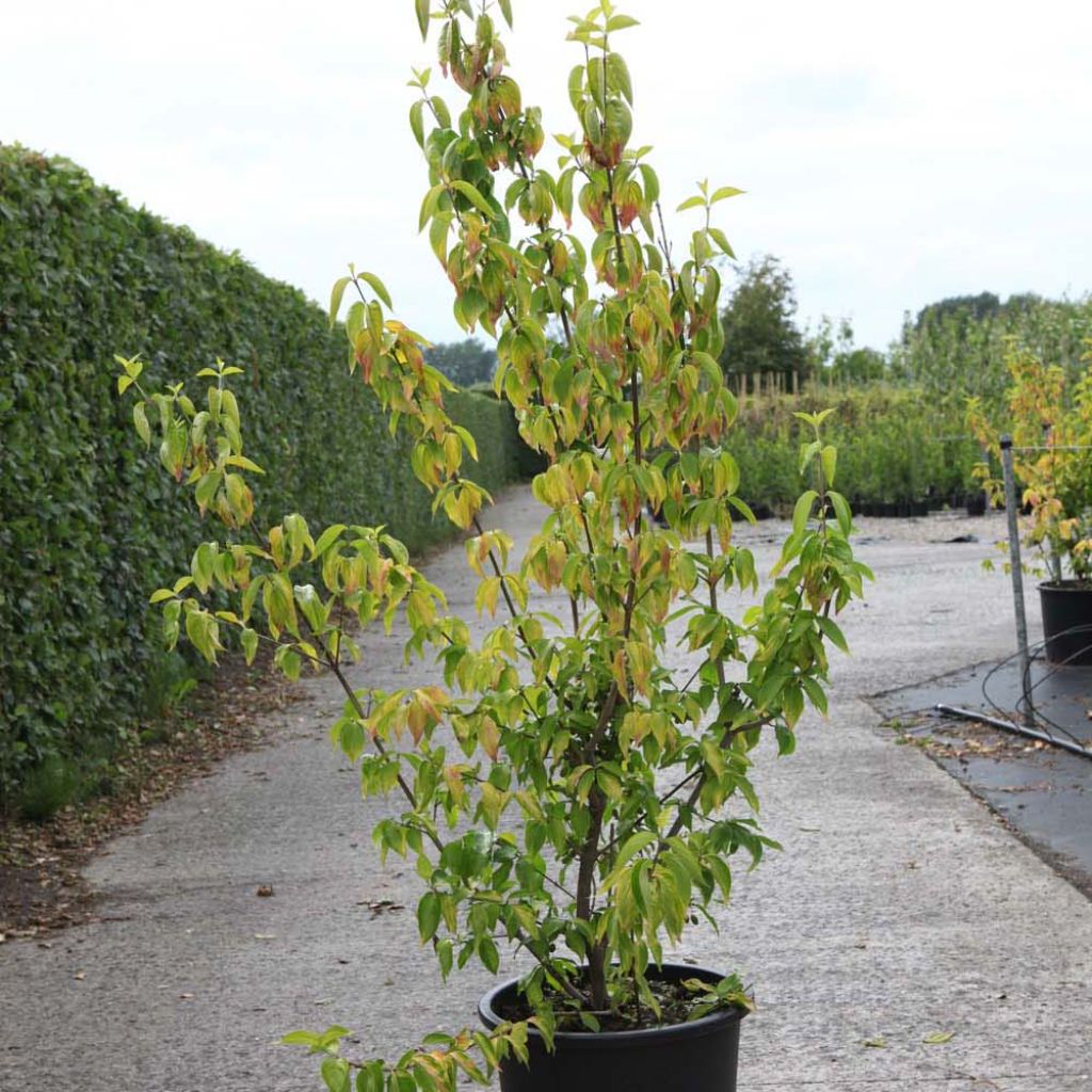 Cornus mas Aurea - European Cornel