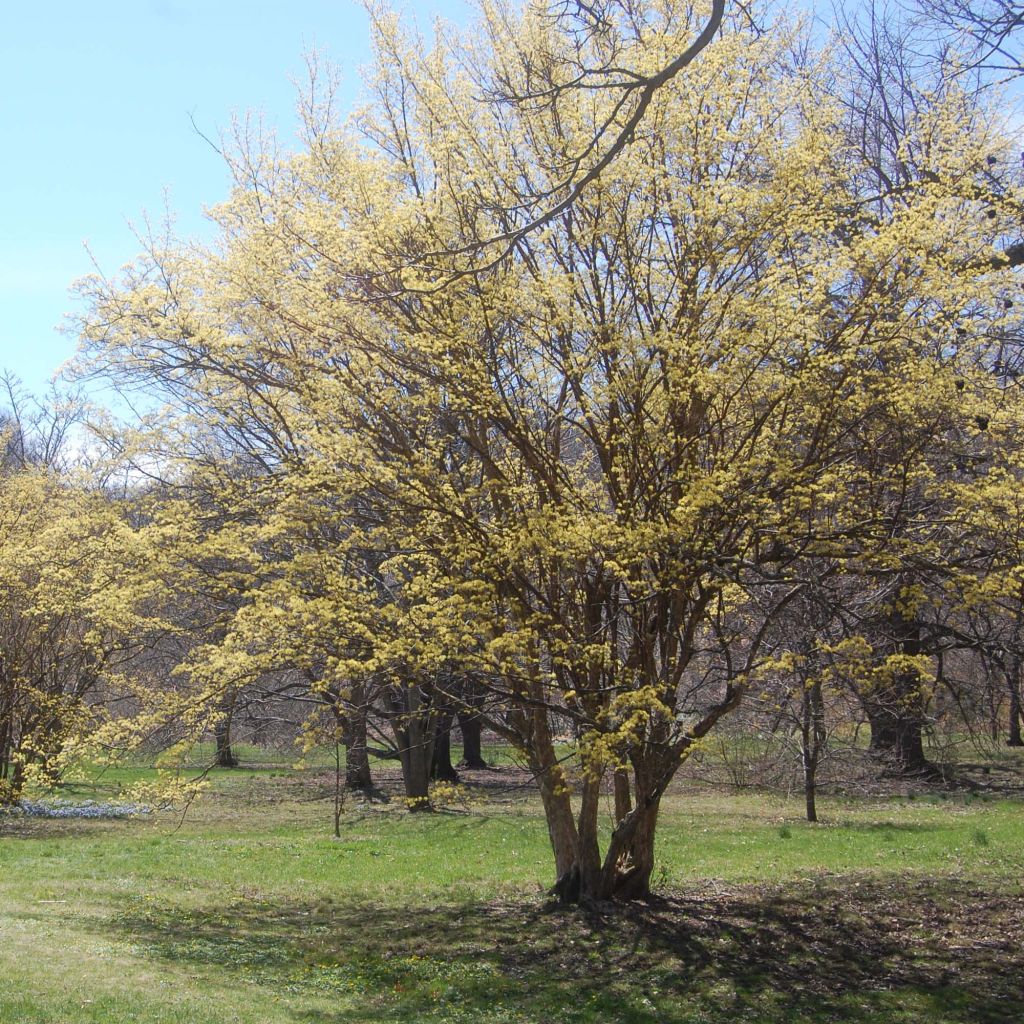 Cornus officinalis - Japanese Cornelian Cherry
