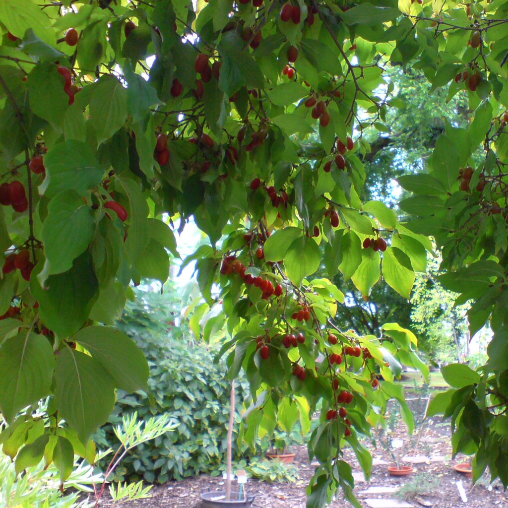 Cornus officinalis - Japanese Cornelian Cherry