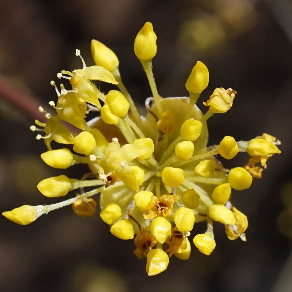 Cornus officinalis - Japanese Cornelian Cherry