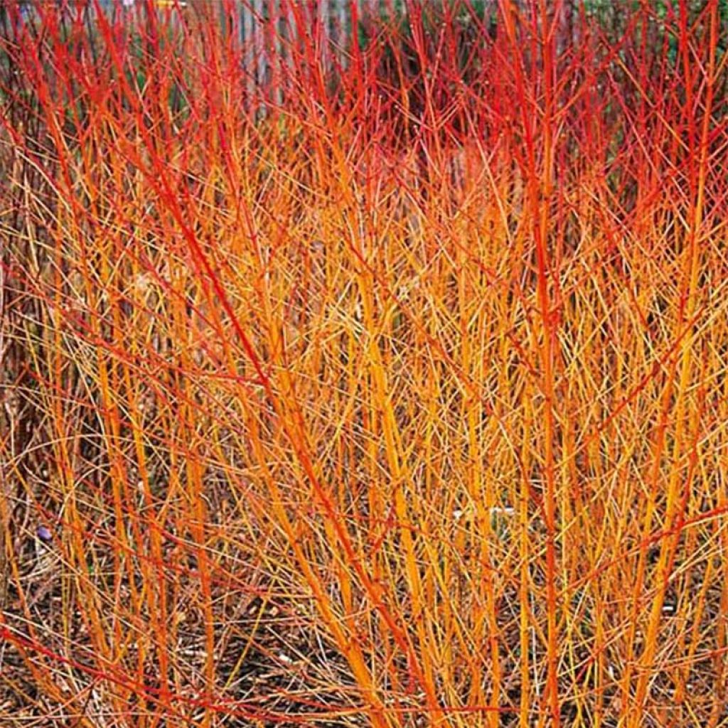 Cornus sanguinea Magic Flame - Common Dogwood