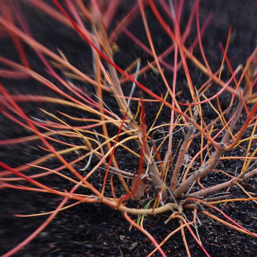 Cornus sanguinea Magic Flame - Common Dogwood