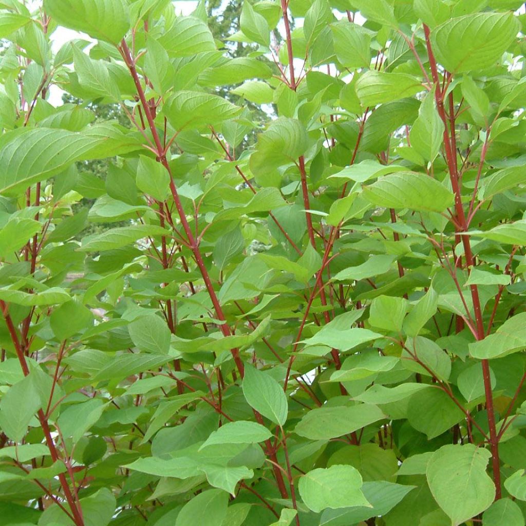 Cornus sericea Baileyi - Cornouiller stolonifère.
