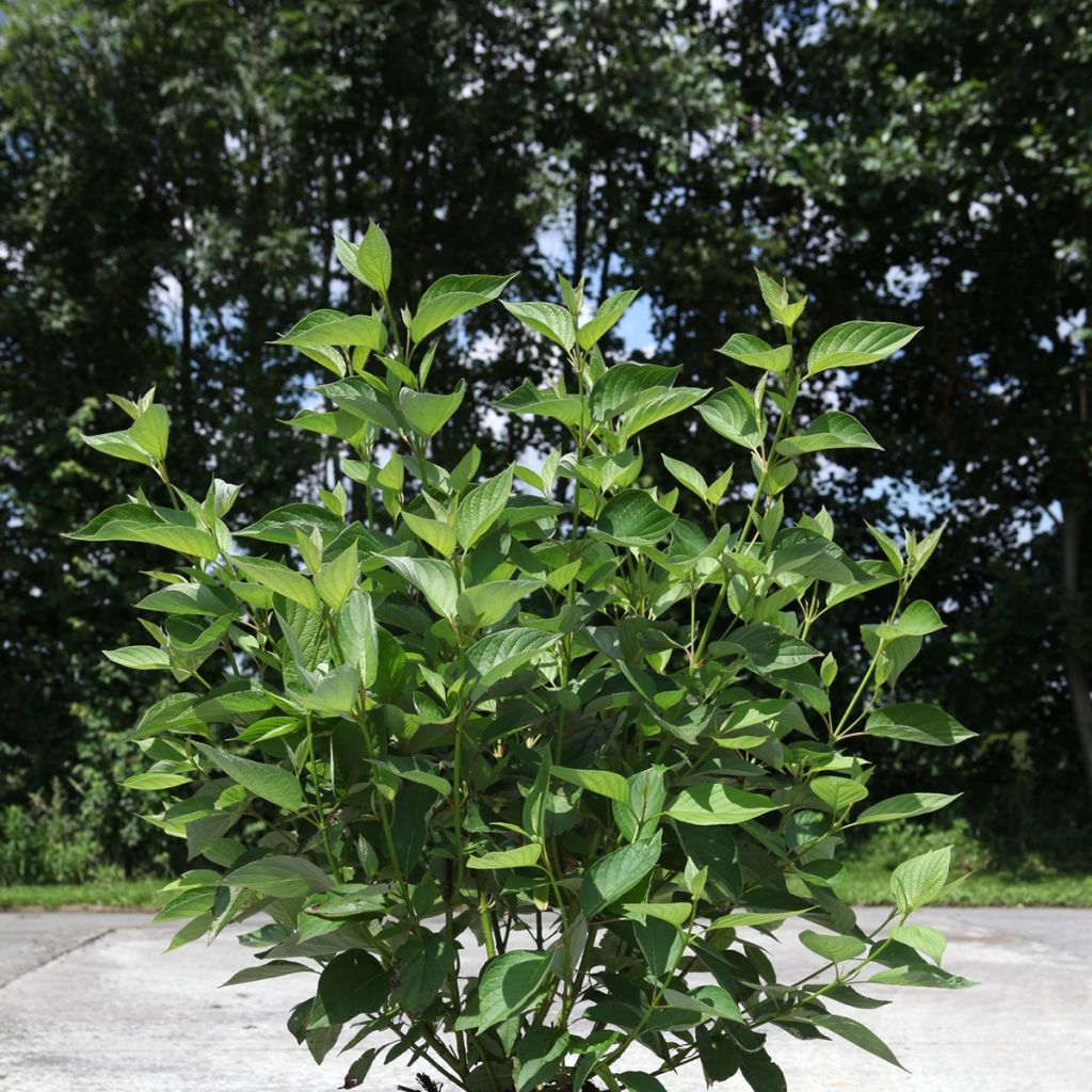 Cornus sericea Firedance - Red osier dogwood