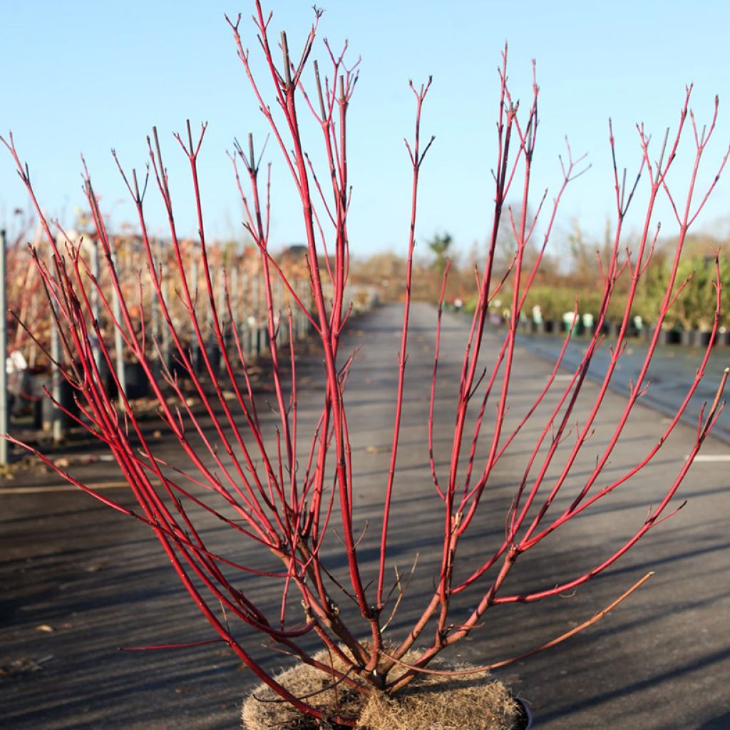 Cornus sericea Firedance - Red osier dogwood