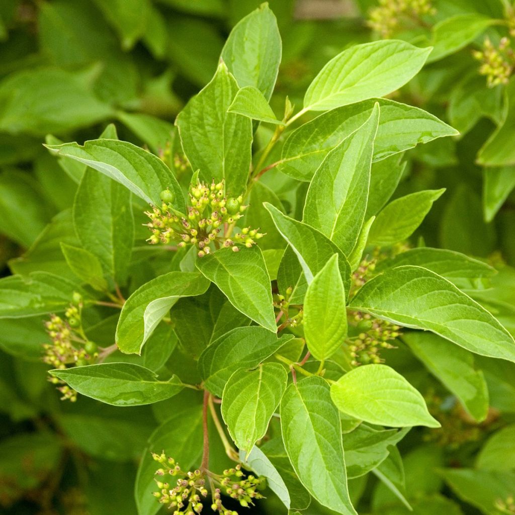Cornus sericea Firedance - Red osier dogwood
