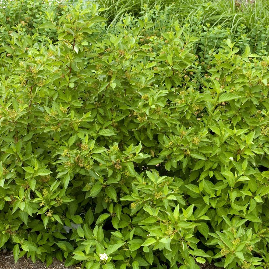 Cornus sericea Firedance - Red osier dogwood