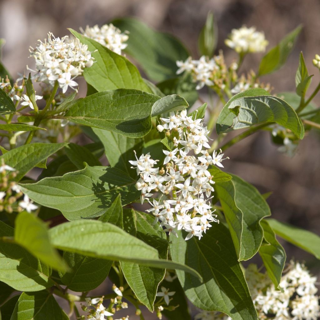Cornus sericea Firedance - Red osier dogwood